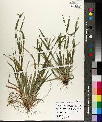 Carex kraliana image