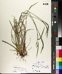 Carex kraliana image