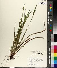 Carex kraliana image