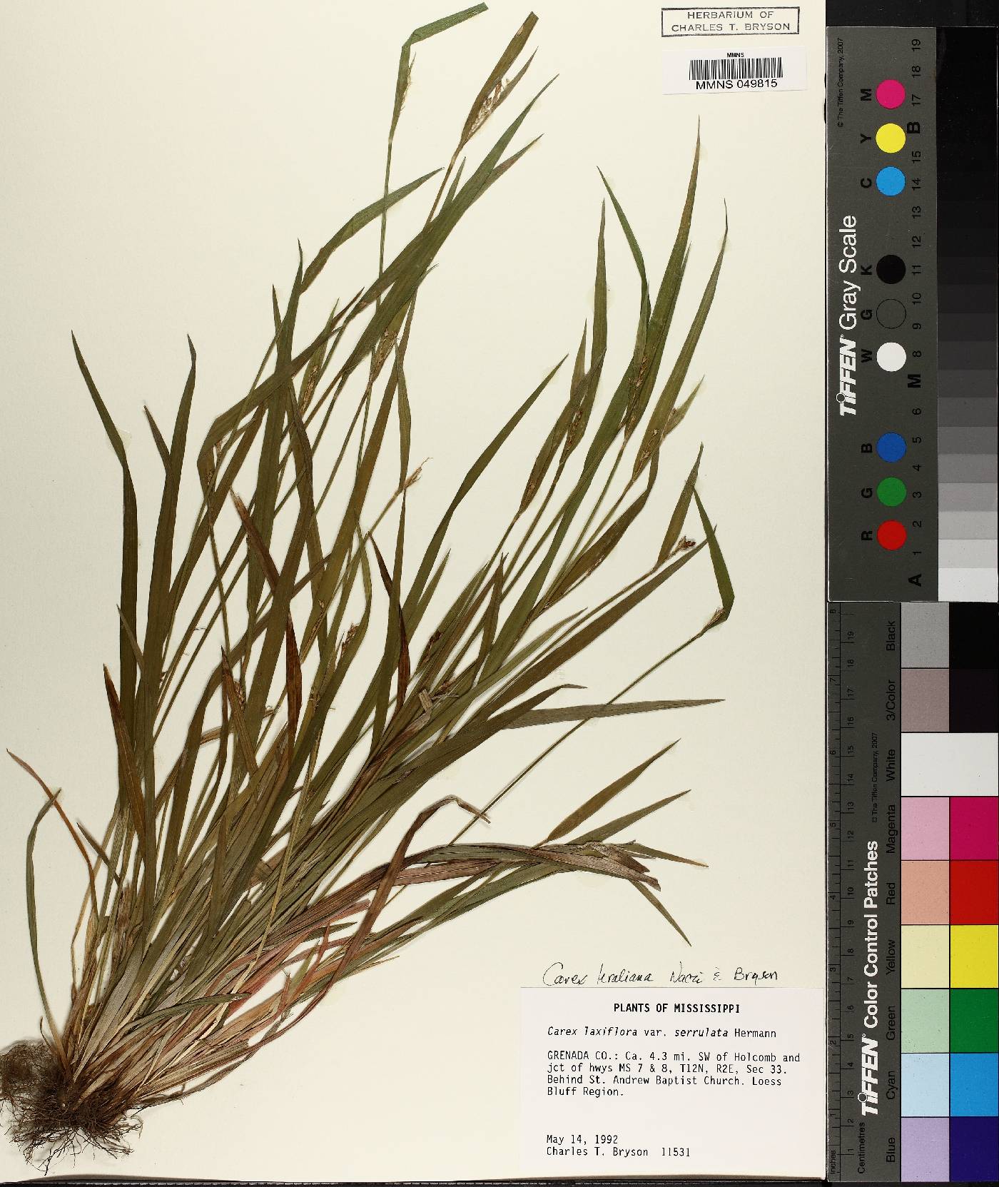 Carex kraliana image