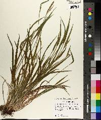 Carex kraliana image