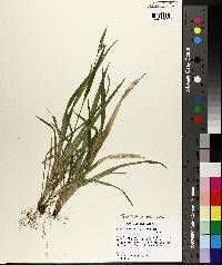 Carex kraliana image