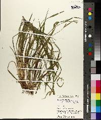 Carex kraliana image