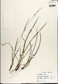 Carex ignota image