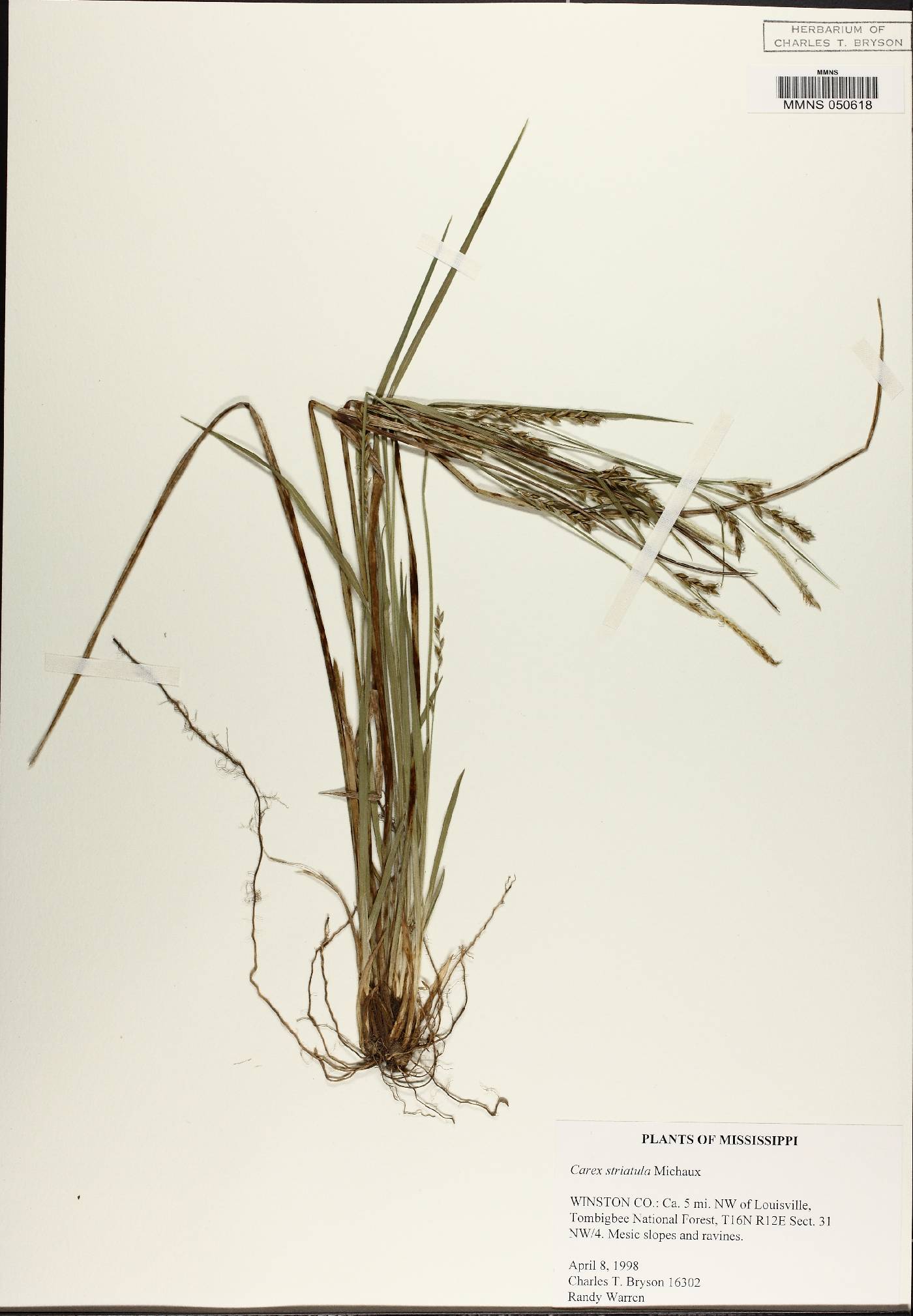 Carex ignota image