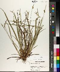 Carex styloflexa image