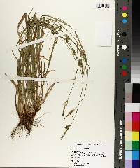 Carex styloflexa image