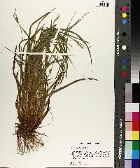 Carex styloflexa image