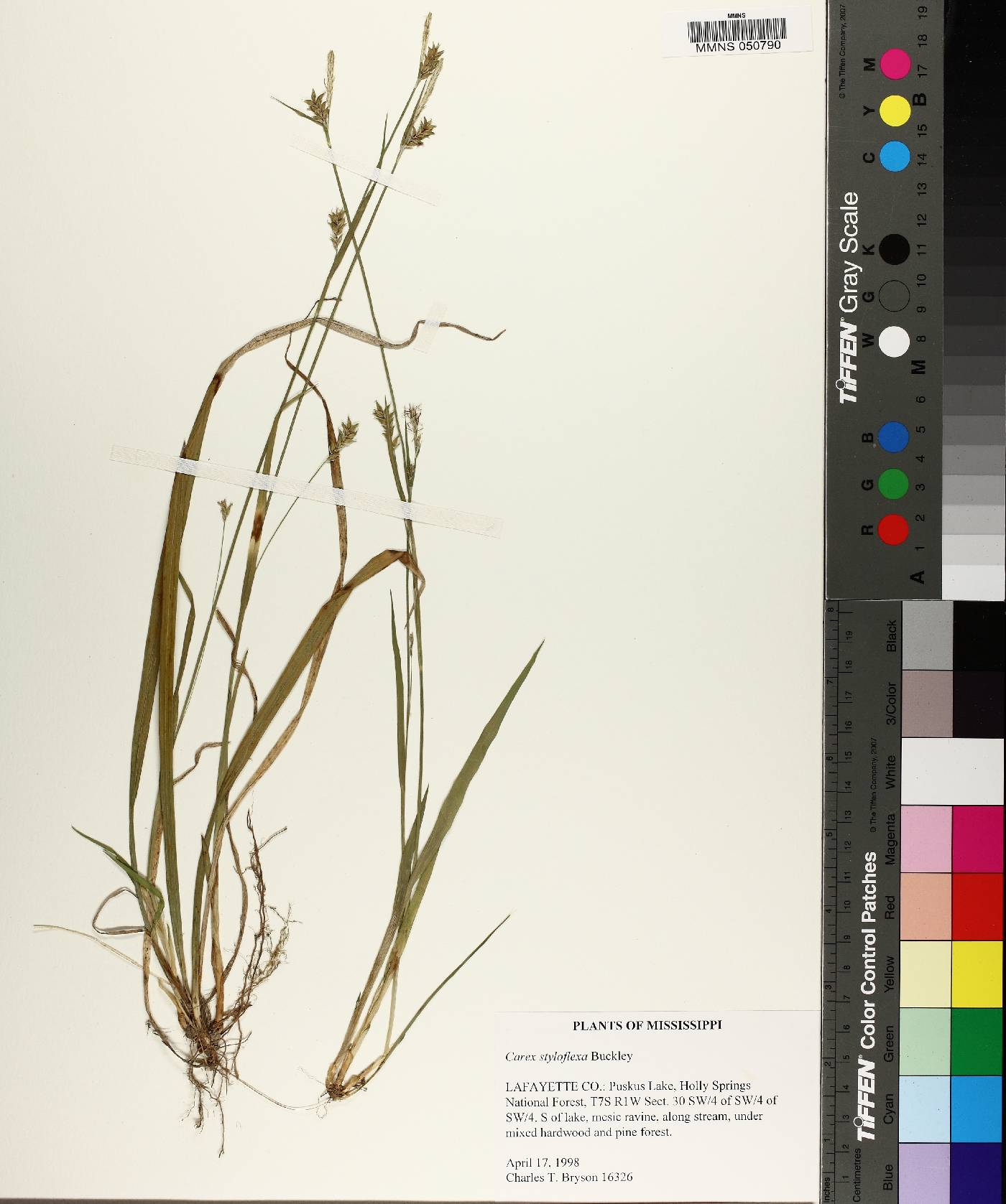 Carex styloflexa image