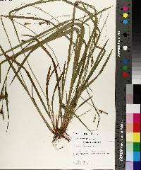 Carex styloflexa image