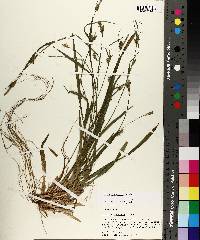 Carex styloflexa image