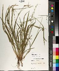 Carex styloflexa image