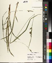 Carex styloflexa image