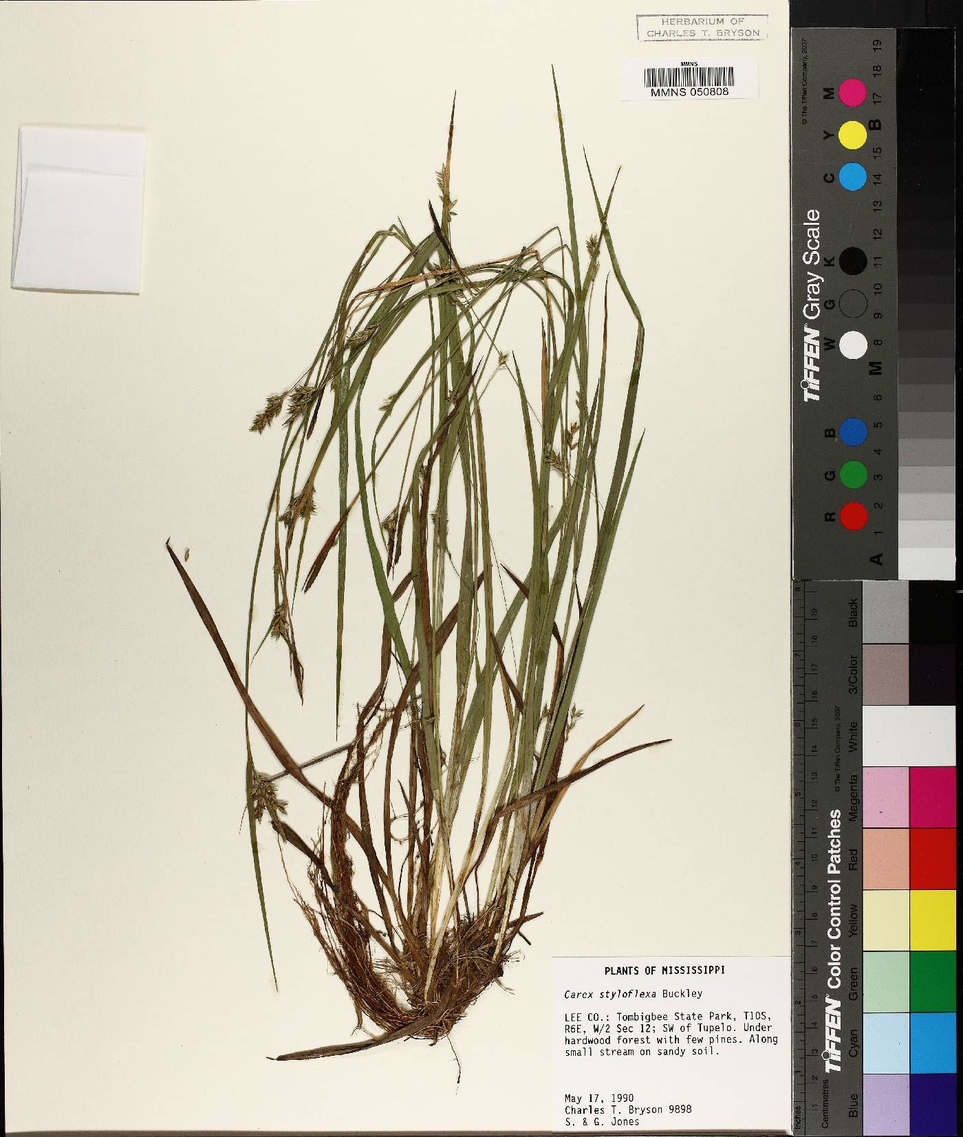 Carex styloflexa image