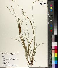 Carex styloflexa image