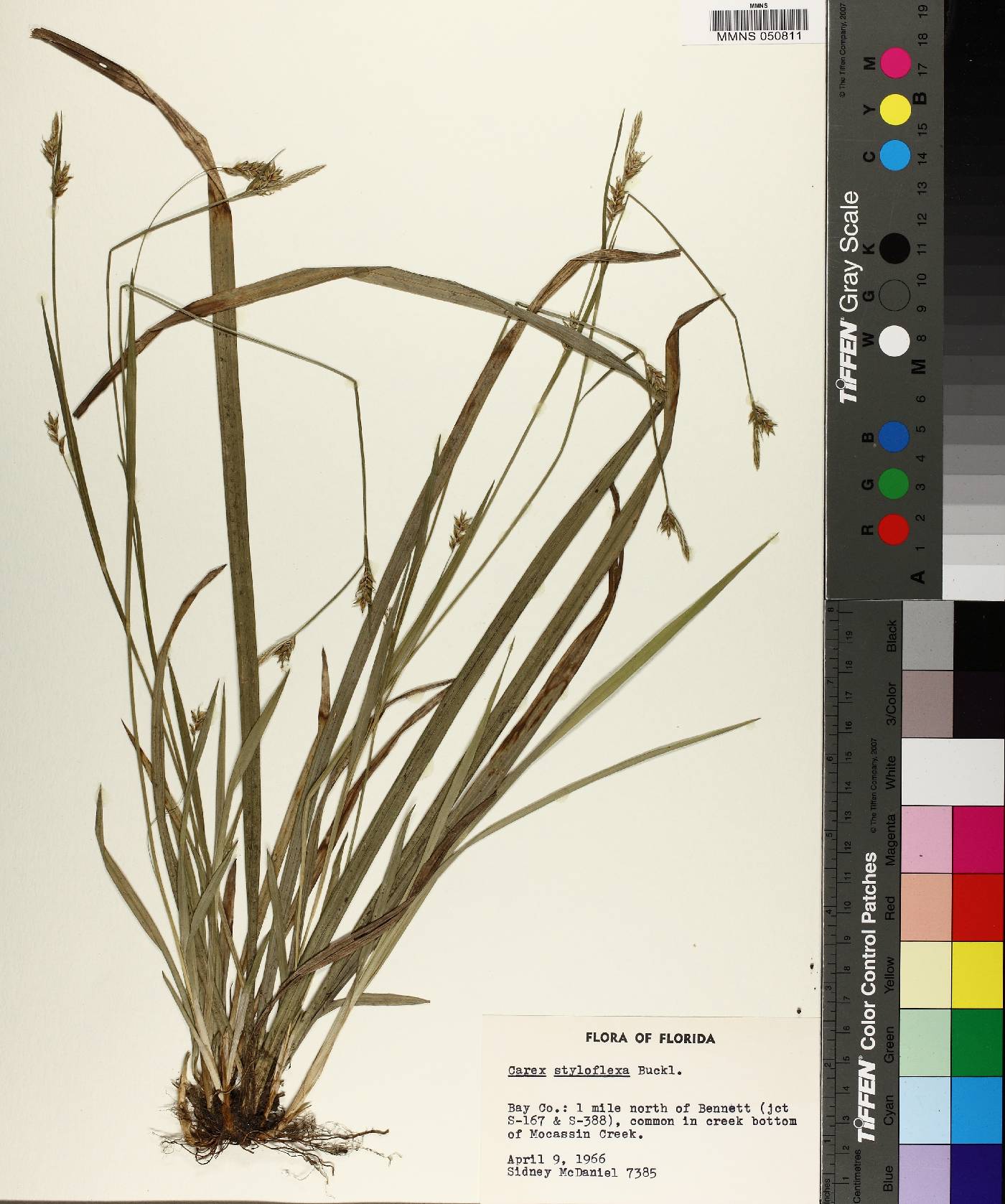 Carex styloflexa image