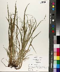 Carex styloflexa image