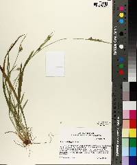 Carex styloflexa image