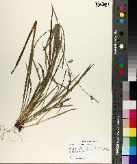 Carex styloflexa image