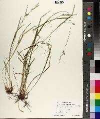 Carex styloflexa image