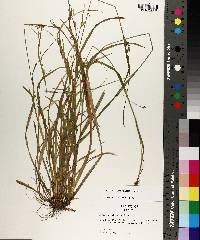 Carex styloflexa image