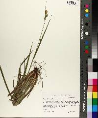 Carex styloflexa image