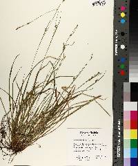 Carex styloflexa image