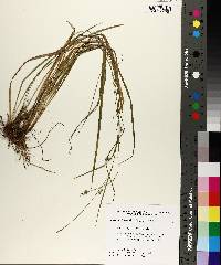 Carex styloflexa image