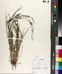 Carex styloflexa image