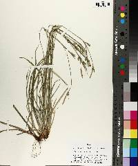 Carex styloflexa image