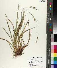 Carex styloflexa image