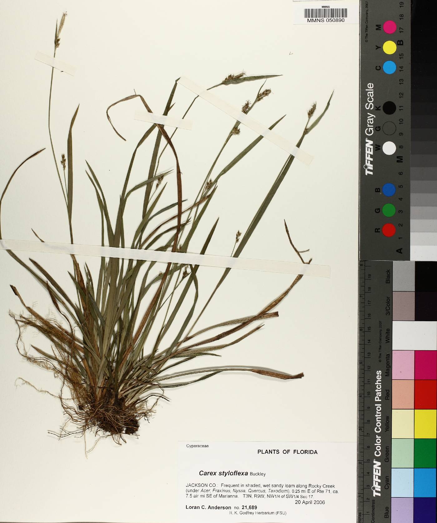 Carex styloflexa image