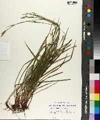 Carex styloflexa image