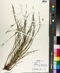 Carex styloflexa image