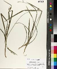 Carex styloflexa image