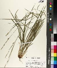 Carex styloflexa image