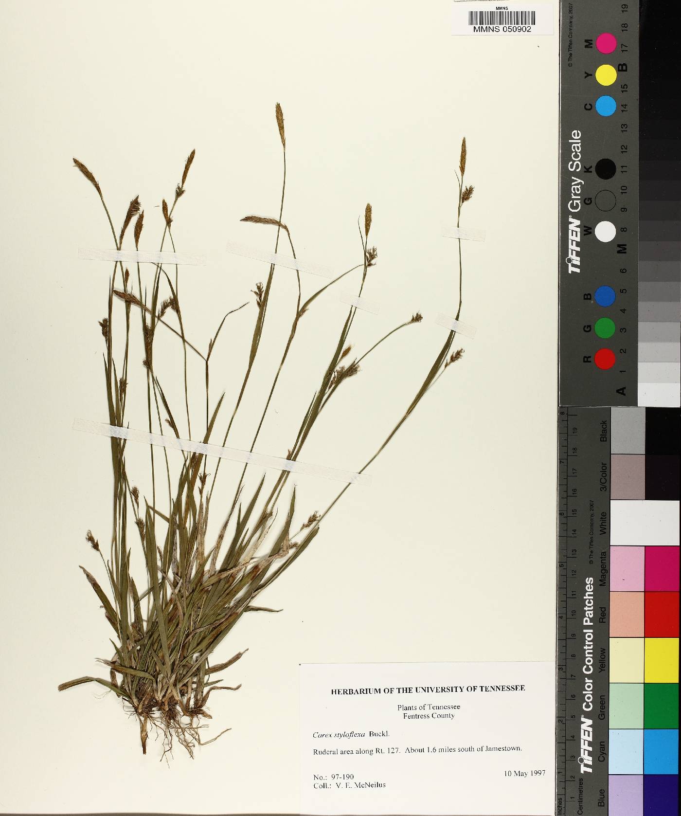 Carex styloflexa image