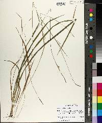 Carex styloflexa image