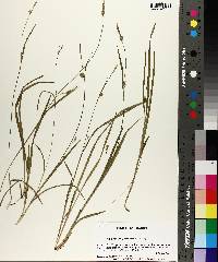 Carex styloflexa image