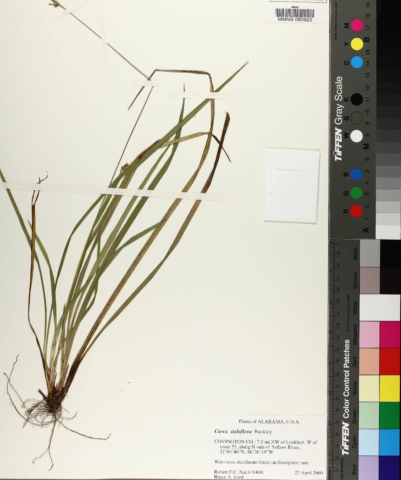 Carex styloflexa image