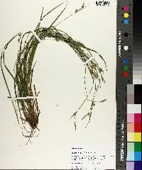 Carex styloflexa image