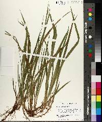 Carex styloflexa image