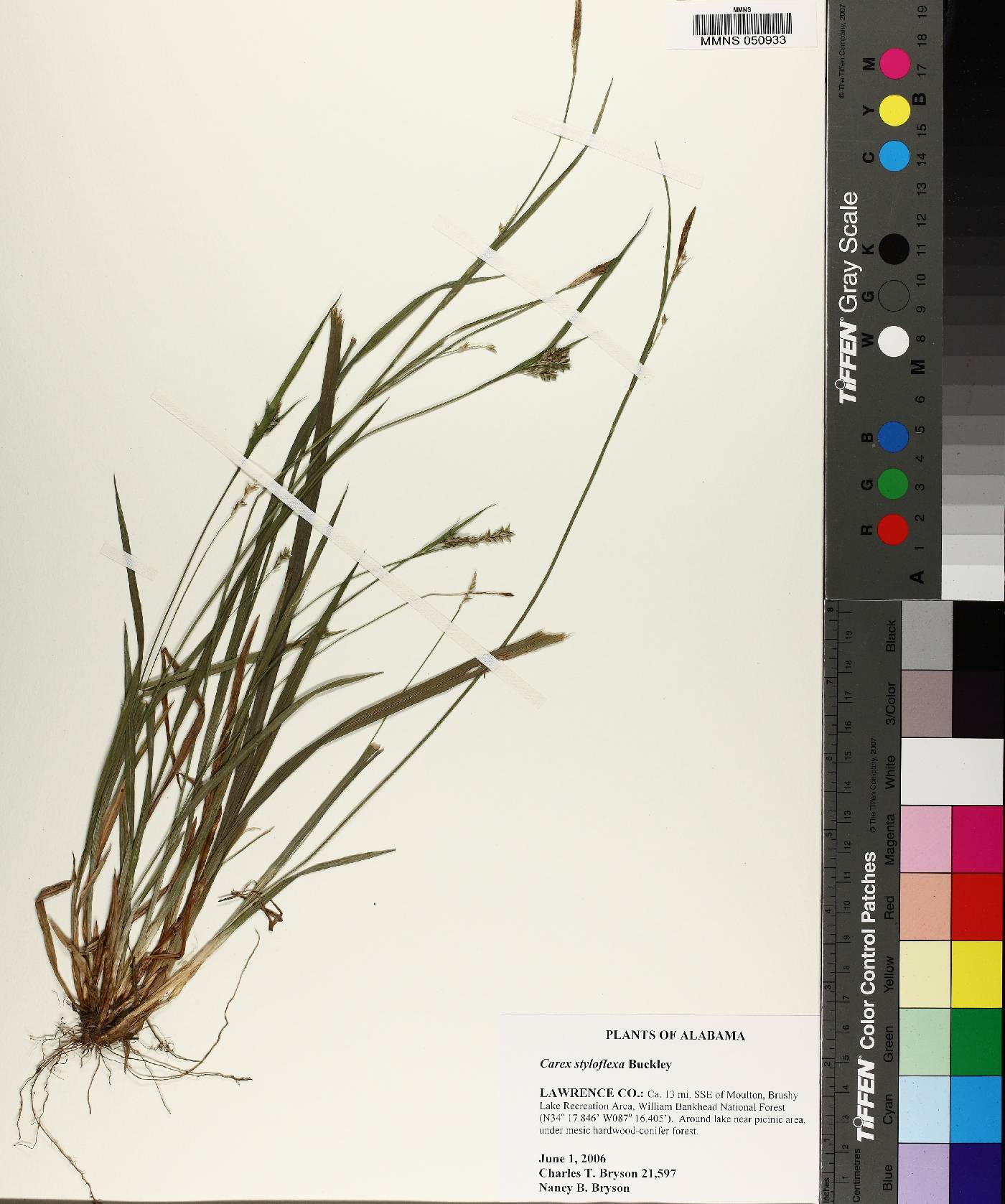 Carex styloflexa image