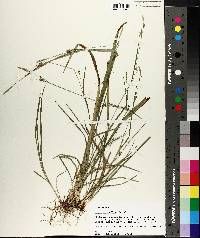 Carex styloflexa image