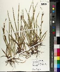 Carex microdonta image