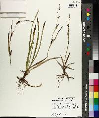 Carex microdonta image