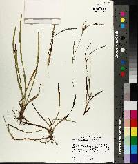 Carex microdonta image