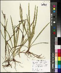 Carex microdonta image