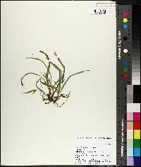 Carex abscondita image