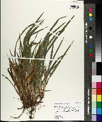 Carex abscondita image